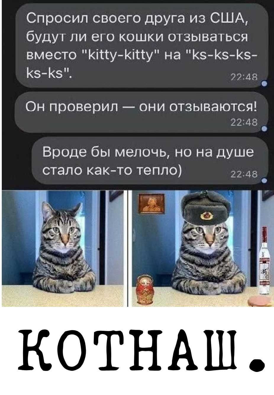 Спросил своего друга из США, будут ли его кошки отзывались вместо 