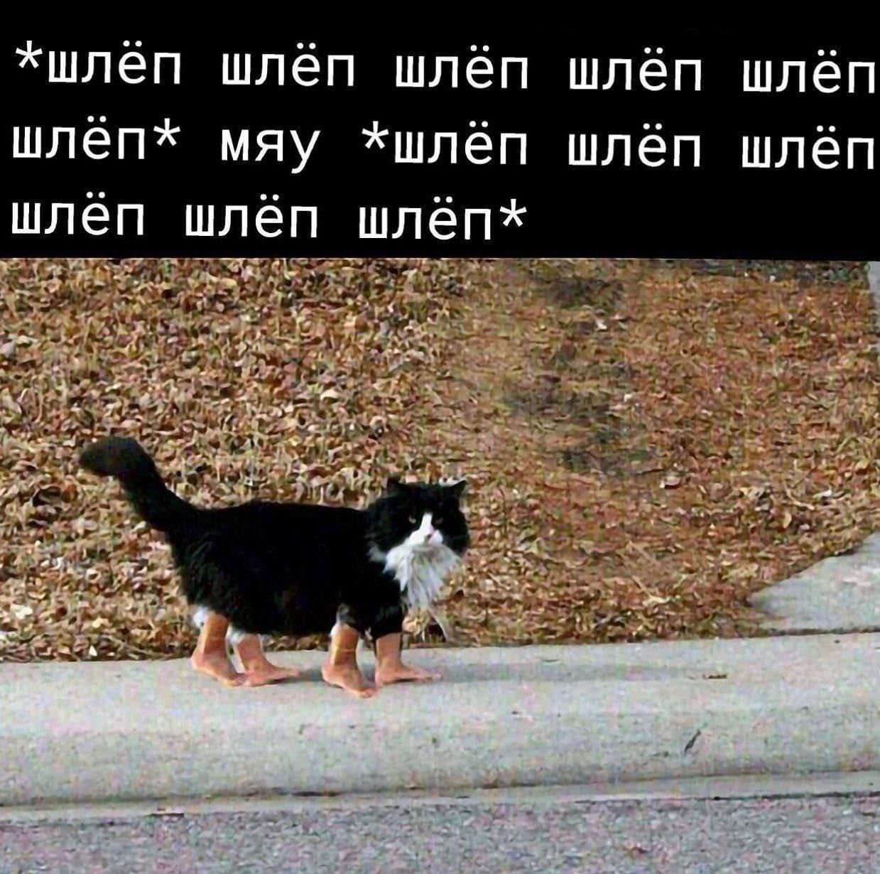 *шлёп шлёп шлёп шлёп шлёп* мяу *шлёп шлёп шлёп шлёп*