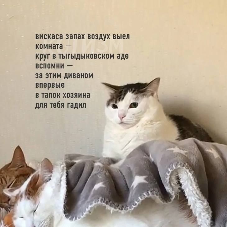 вискаса запах воздух выел
комната —
круг в тгыдыкковском аде
вспомни —
за этим диваном
впервые
в тапок хозяина
для тебя гадил