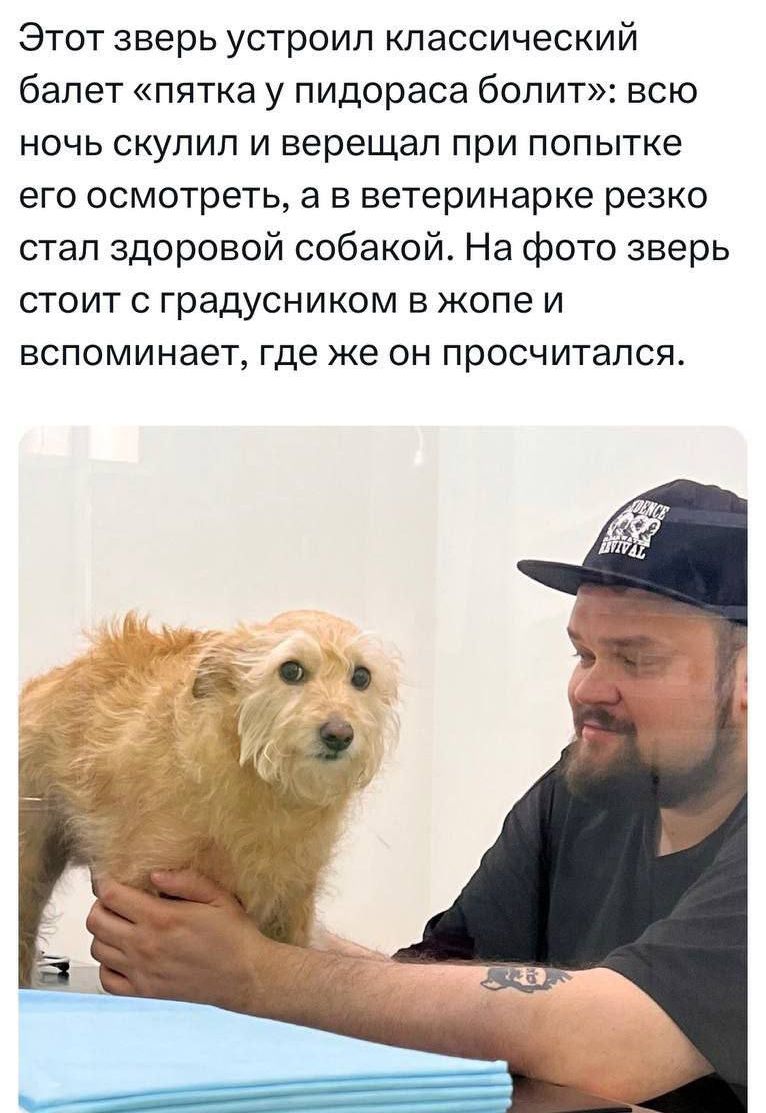 Этот зверь устроил классический
балет «пятка у пидораса болит»: всю
ночь скулил и верещал при попытке
его осмотреть, а в ветеринарке резко
стал здоровой собакой. На фото зверь
стоит с градусником в жопе и
вспоминает, где же он просчитался.

