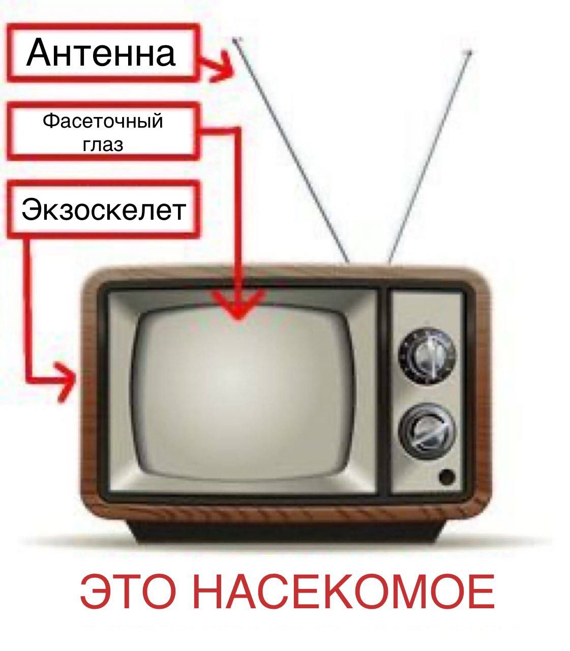 Антенна
Фасеточный глаз
Экзоскелет
ЭТО НАСЕКОМОЕ