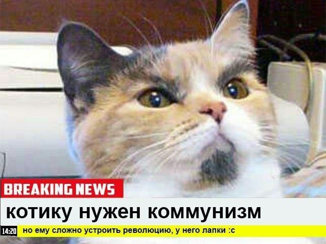 BREAKING NEWS КОТИКУ НУЖЕН КОММУНИЗМ но ему сложно устроить революцию, у него лапки