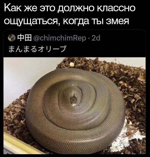 Как же это должно классно ощущаться, когда ты змея
中田 @chimchimRep · 2d まんまるオリーブ