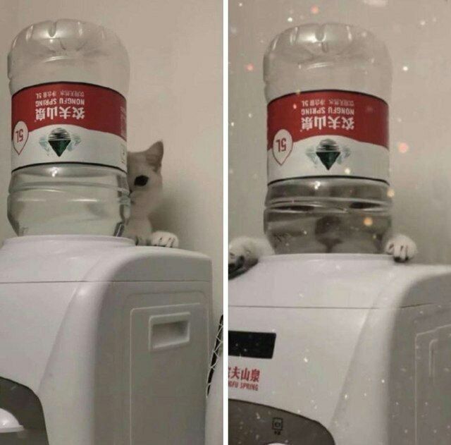 Кот прячется за бутылкой на бытовом диспенсере, выглядывая из-под крышки.