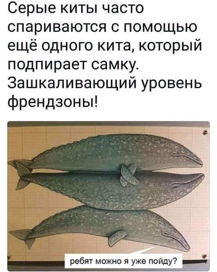 Серые киты часто спариваются с помощью ещё одного кита, который подпирает самку. Зашкаливающий уровень френдзоны!
ребят можно я уже пойду?