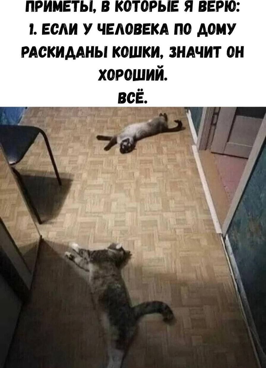 ПРИМЕТЫ, В КОТОРЫЕ Я ВЕРЮ: 1. ЕСЛИ У ЧЕЛОВЕКА ПО ДОМУ РАСКИДАНЫ КОШКИ, ЗНАЧИТ ОН ХОРОШИЙ. ВСЁ.