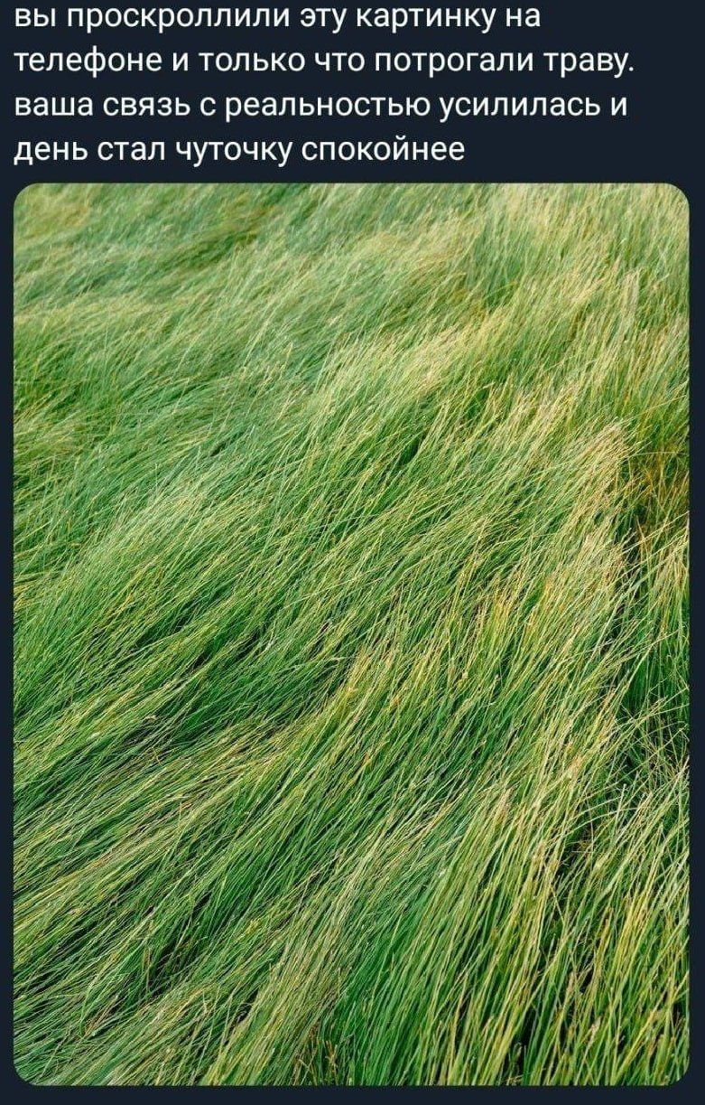 вы проскроллили эту картинку на телефоне и только что потрогали траву. ваша связь с реальностью усилилась и день стал чуточку спокойнее