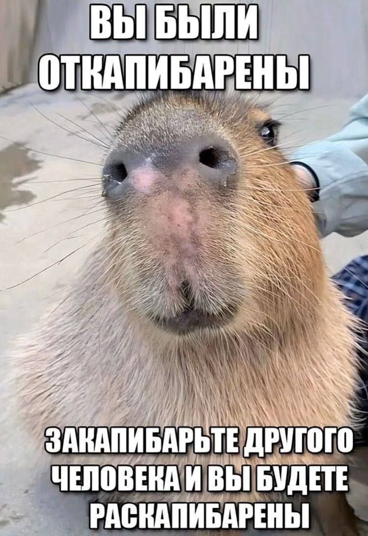 ВЫ БЫЛИ ОТКАПИБАРЕНЫ
ЗАКАПИБАРЬТЕ ДРУГОГО ЧЕЛОВЕКА И ВЫ БУДЕТЕ РАСКАПИБАРЕНЫ