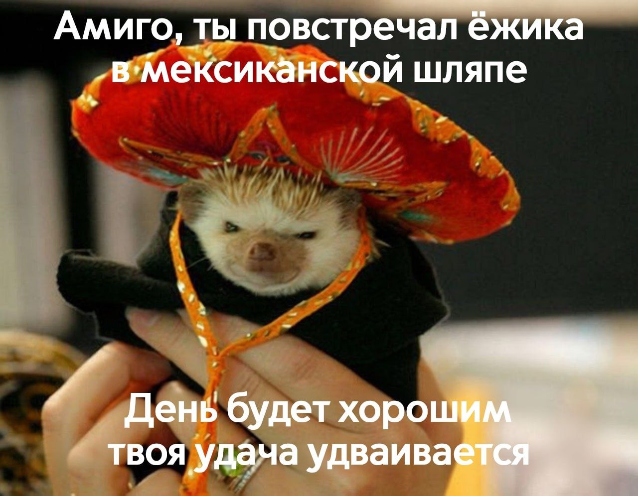 Амиго, ты повстречал ёжика в мексиканской шляпе День будет хорошим твоя удача удваивается
