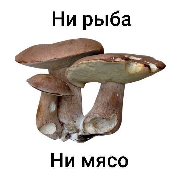 Ни рыба Ни мясо