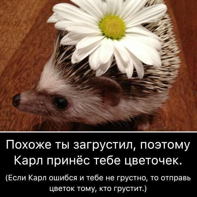 Похоже ты загрустил, поэтому Карл принёс тебе цветочек. (Если Карл ошибься и тебе не грустно, то отправь цветок тому, кто грустит.)