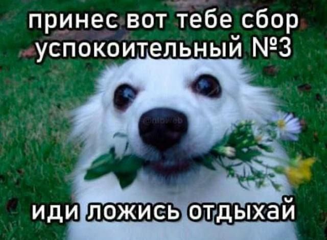 принес вот тебе сбор успокоительный №-3 иди ложись отдыхай