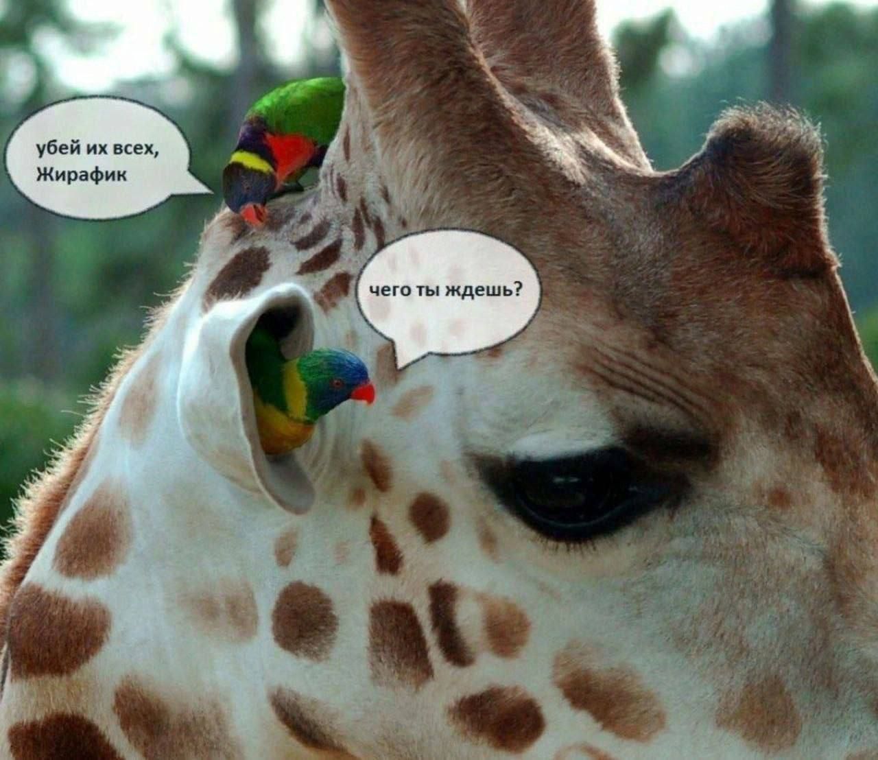 убей их всех, Жирафик чего ты ждешь?