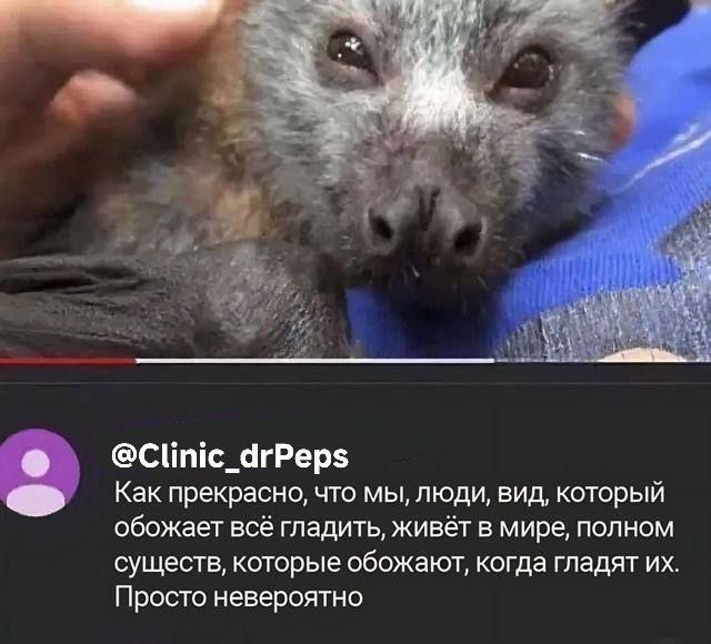 Как прекрасно, что мы, люди, вид, который обожает всё гладить, живёт в мире, полном существ, которые обожают, когда гладят их. Просто невероятно