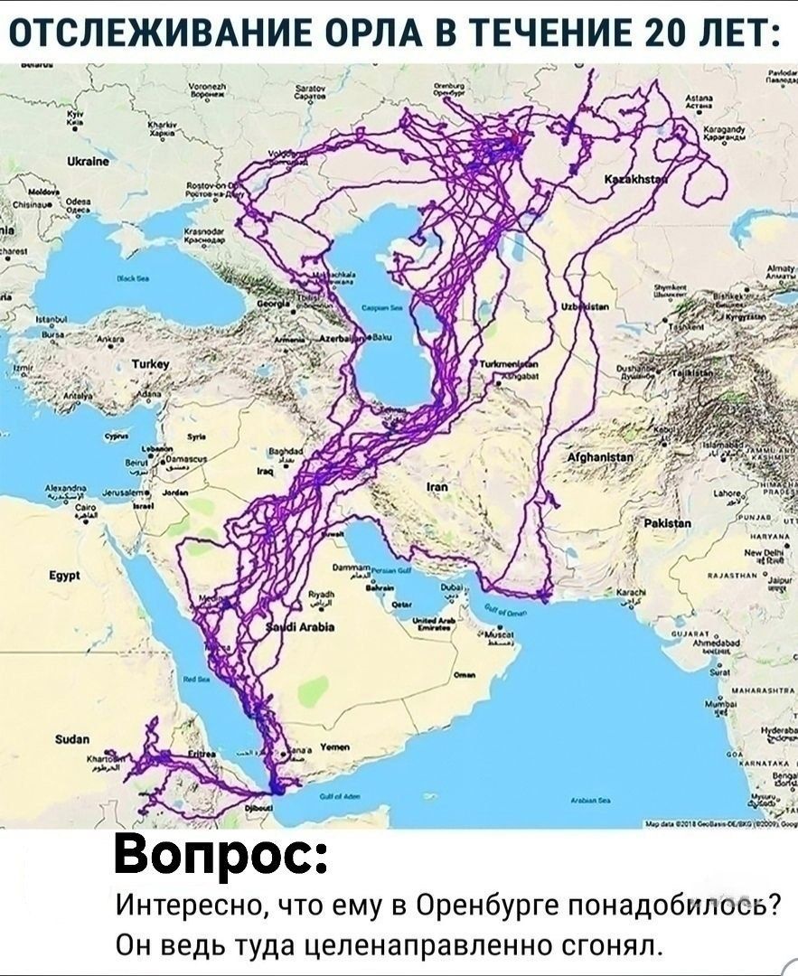 ОТСЛЕЖИВАНИЕ ОРЛА В ТЕЧЕНИЕ 20 ЛЕТ: Вопрос: Интересно, что ему в Оренбурге понадобилось? Он ведь туда целенаправленно сгонял.