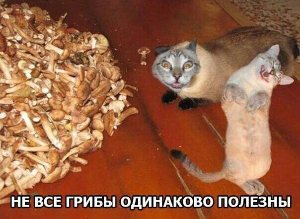 Е ВСЕ ГРИБЫ ОДИНАКОВО ПОЛЕЗНЫ