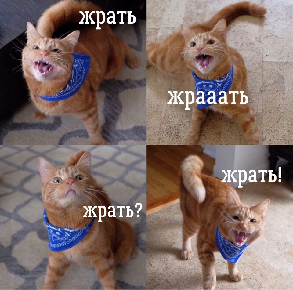 жрать