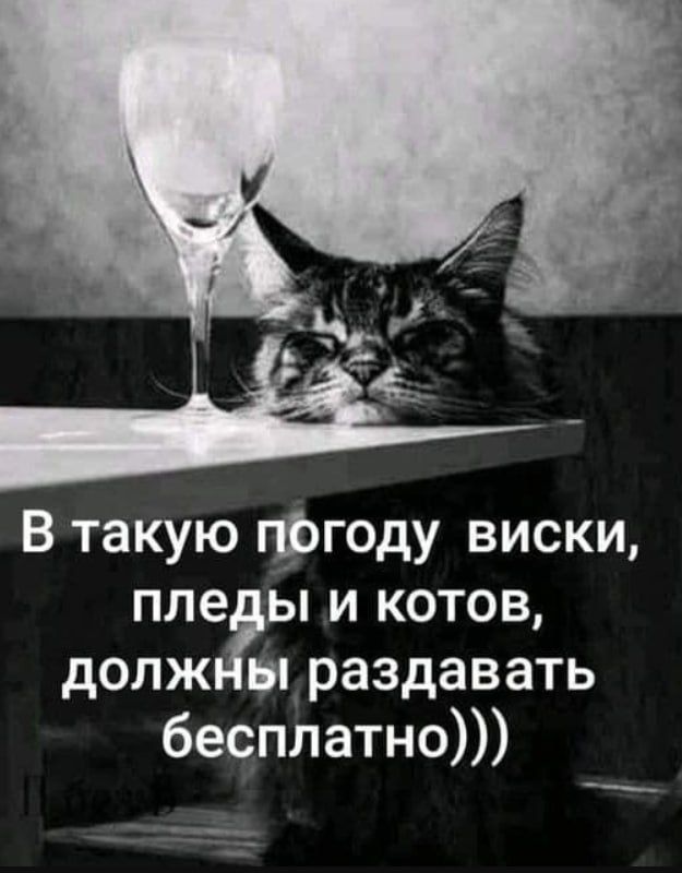 В такую пбгоду виски пледы и котов должны раздавать бесплатно