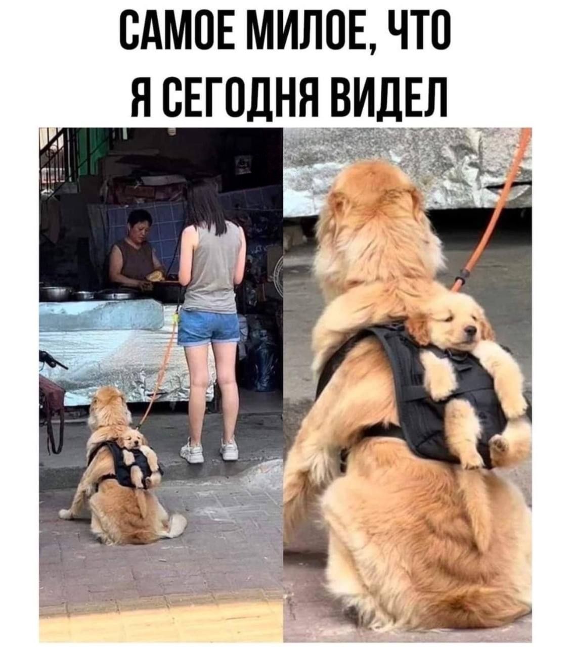 САМОЕ МИЛОЕ ЧТО Я СЕГОДНЯ ВИДЕЛ