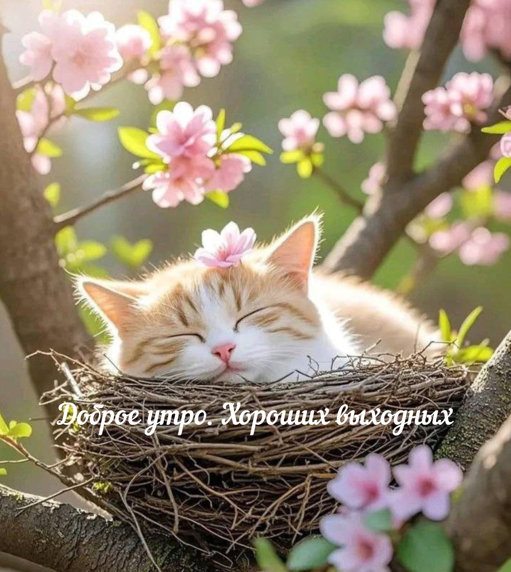 Доброе утро. Хороших выходных