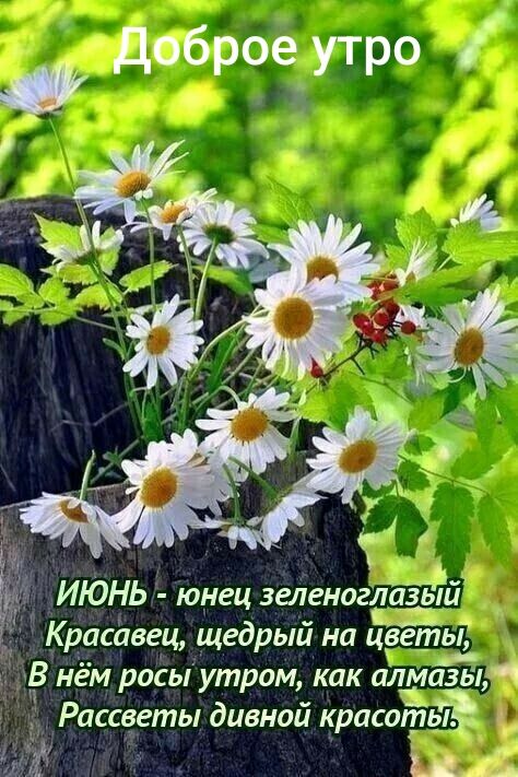 Доброе утро
ИЮНЬ - юнец зеленоглазый
Красавец, щедрый на цветы,
В нём росы утром, как алмазы,
Рассветы дивной красоты.