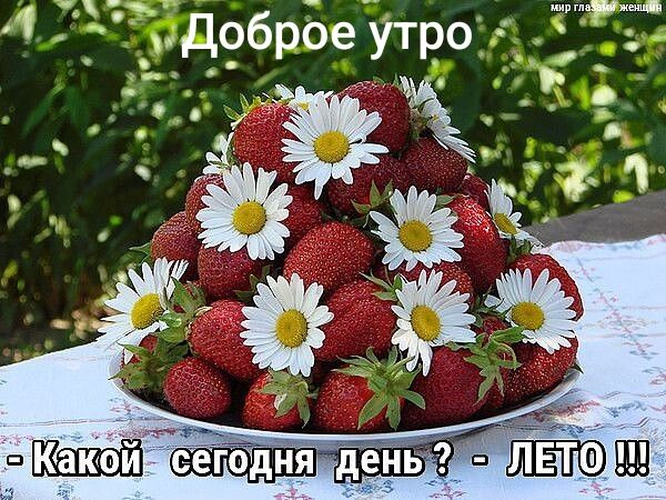 Доброе утро
- Какой сегодня день ? - ЛЕТО !!!