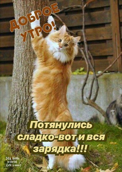 ДОБРОЕ УТРО! Потянулись sladko-vot и вся зарядка!!!