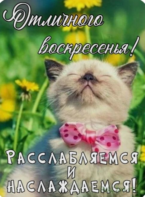 Отличного воскресенья! Расслабляемся и наслаждаемся!