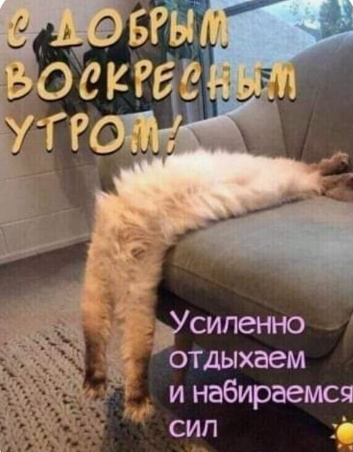 С ДОБРЫМ ВОСКРЕСНЫМ УТРОМ! Усиленно отдыхаем и набираемся сил.