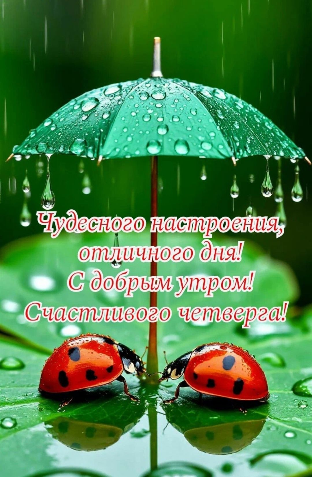 Чудесного настроения, отличного дня! С добрым утром! Счастливого четверга!