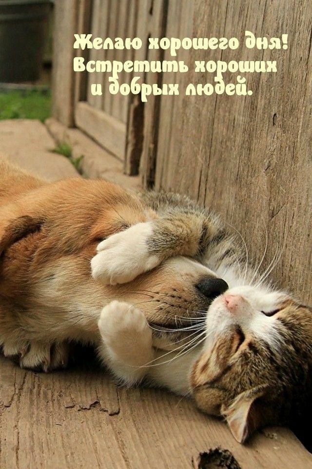 Желаю хорошего дня! Встретить хороших и добрых людей.