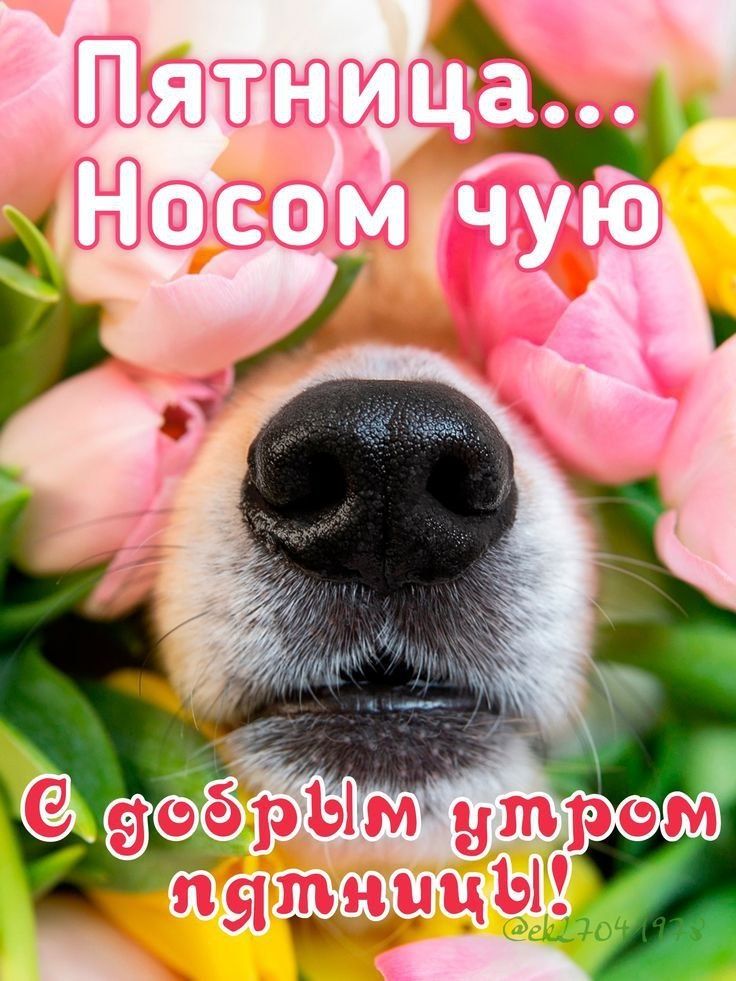 Пятница... Носом чую С добрым утром пятницы!