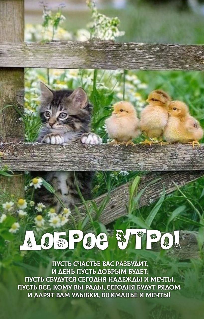ДОБРОЕ УТРО! ПУСТЬ СЧАСТЬЕ ВАС РАЗБУДИТ, И ДЕНЬ ПУСТЬ ДОБРЫМ БУДЕТ. ПУСТЬ СБУДЕТСЯ СЕГОДНЯ НАДЕЖДА И МЕЧТЫ. ПУСТЬ ВСЁ, КОМУ ВЫ РАДЫ, СЕГОДНЯ БУДУТ РЯДОМ И ДАРЯТ ВАМ УЛЫБКИ, ВНИМАНИЕ И МЕЧТЫ!