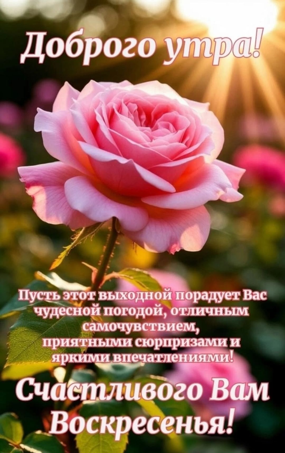 Доброего утра! Пусть этот выходной порадует Вас чудесной погодой, отличным самочувствием, приятными сюрпризами и яркими впечатлениями! Счастливого Вам Воскресенья!