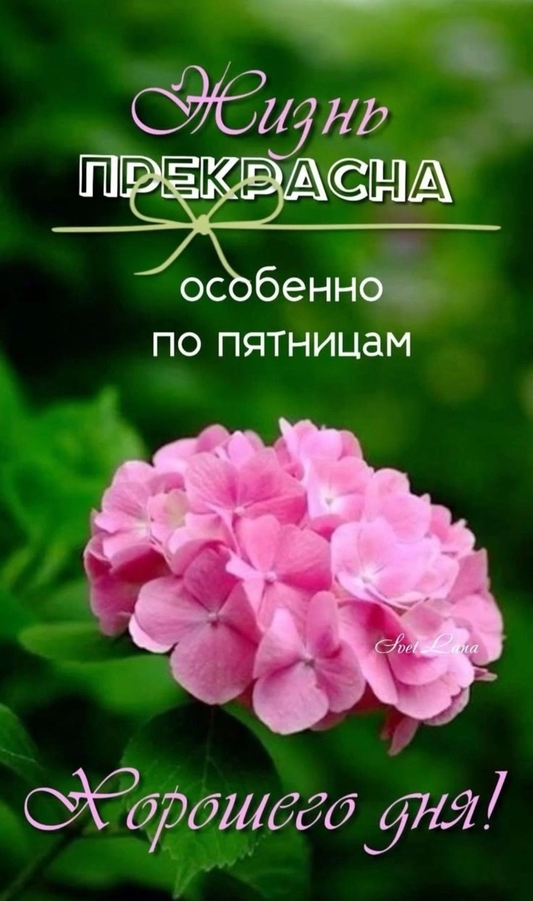 Жизнь прекрасна
особенно по пятницам
Хорошего дня!