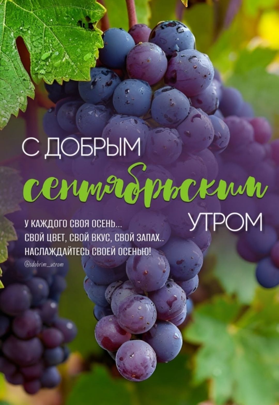 С ДОБРЫМ СЕНТЯБРЬСКИМ УТРОМ
У КАЖДОГО СВОЯ ОСЕНЬ...
СВОЙ ЦВЕТ, СВОЙ ВКУС, СВОЙ ЗАПАХ...
НАСЛАЖДАЙТЕСЬ СВОЕЙ ОСЕНЬЮ!
