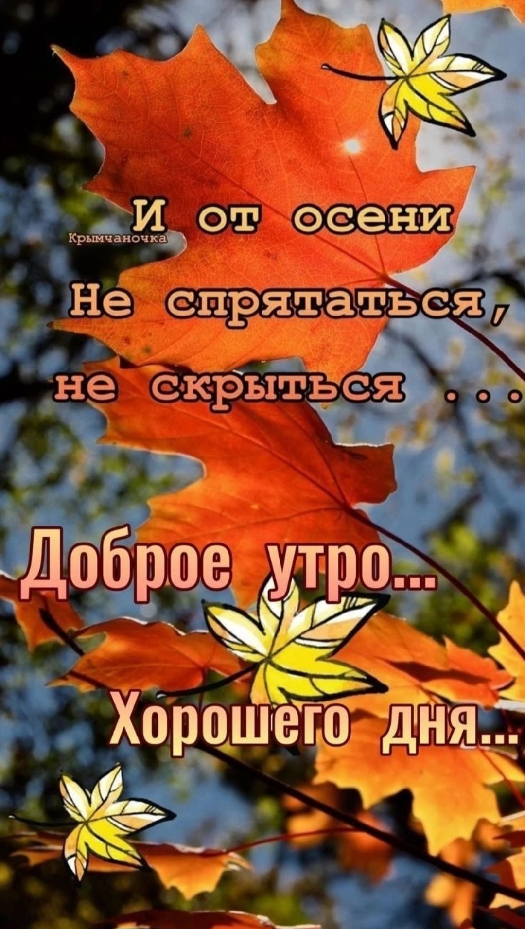 И от осени Не спрятаться, не скрыться ... Доброе утро... Хорошего дня...