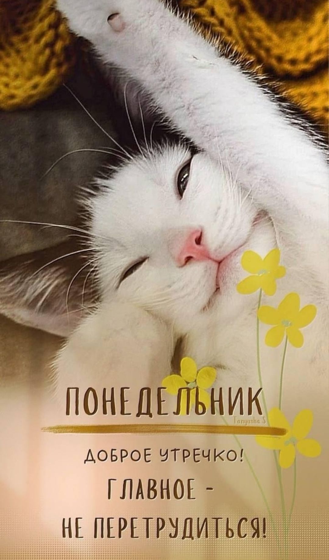 ПОНЕДЕЛЬНИК
ДОБРОЕ УТРЕЧКО!
ГЛАВНОЕ - НЕ ПЕРЕТРУДИТЬСЯ!