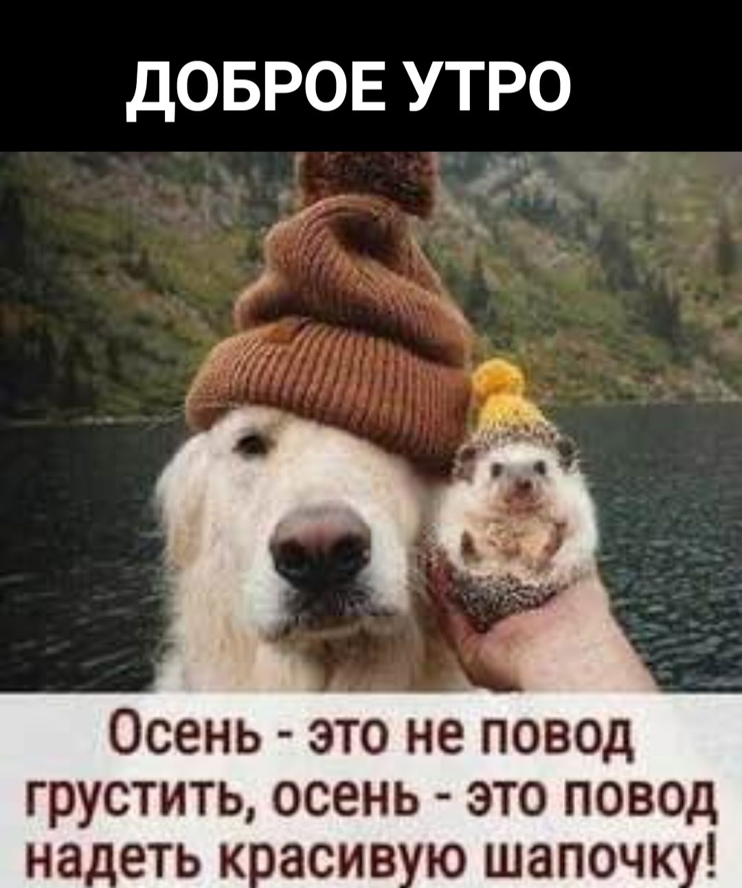 ДОБРОЕ УТРО
Осень - это не повод грустить, осень - это повод надеть красивую шапочку!