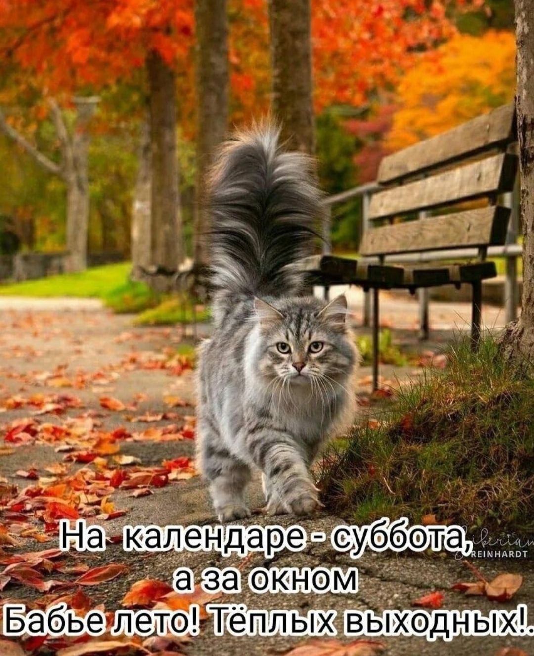 На календаре - суббота, а за окном
Бабье лето! Тёплых выходных!