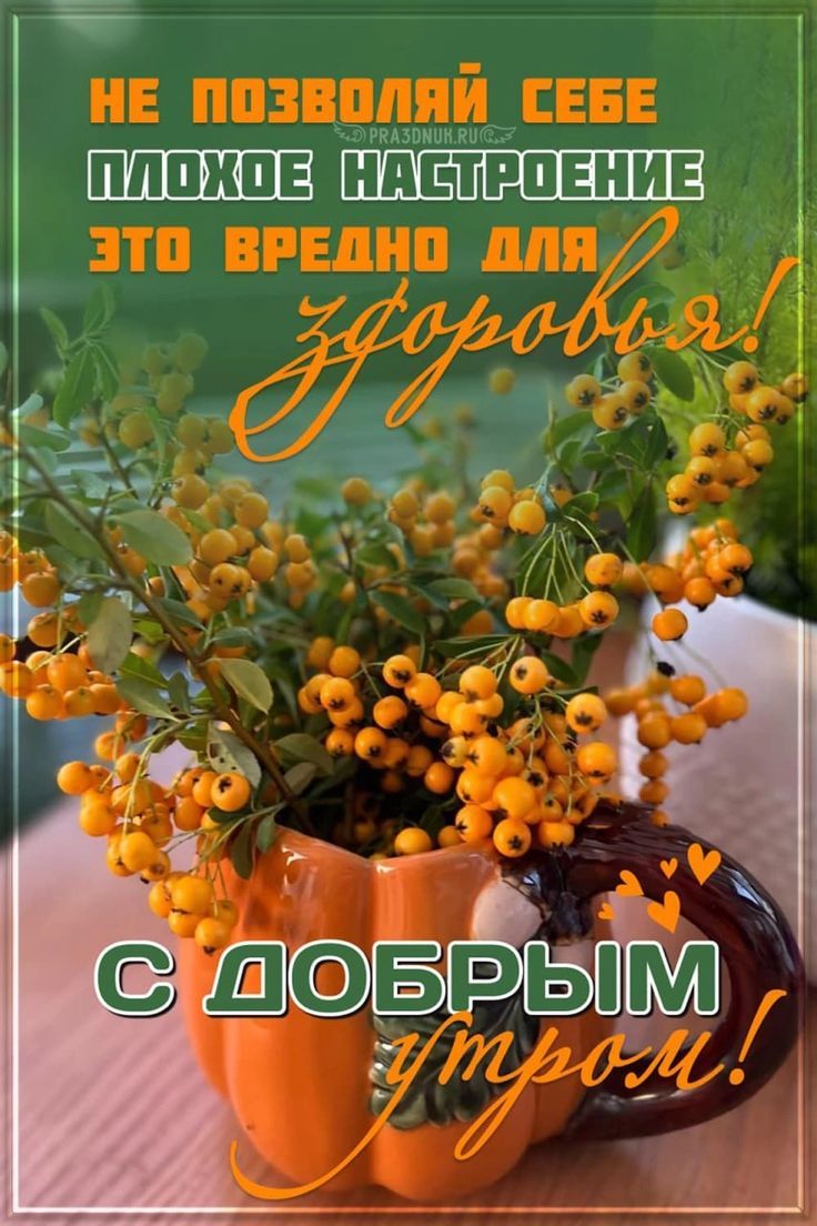 НЕ ПОЗВОЛЯЙ СЕБЕ ПЛОХОЕ НАСТРОЕНИЕ ЭТО ВРЕДНО ДЛЯ здоровья! С ДОБРЫМ УТРОМ!
