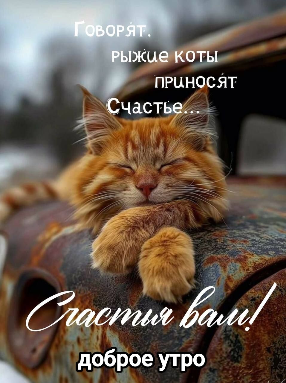 Говорят, рыжие коты приносят Счастье... Счастья вам! доброе утро