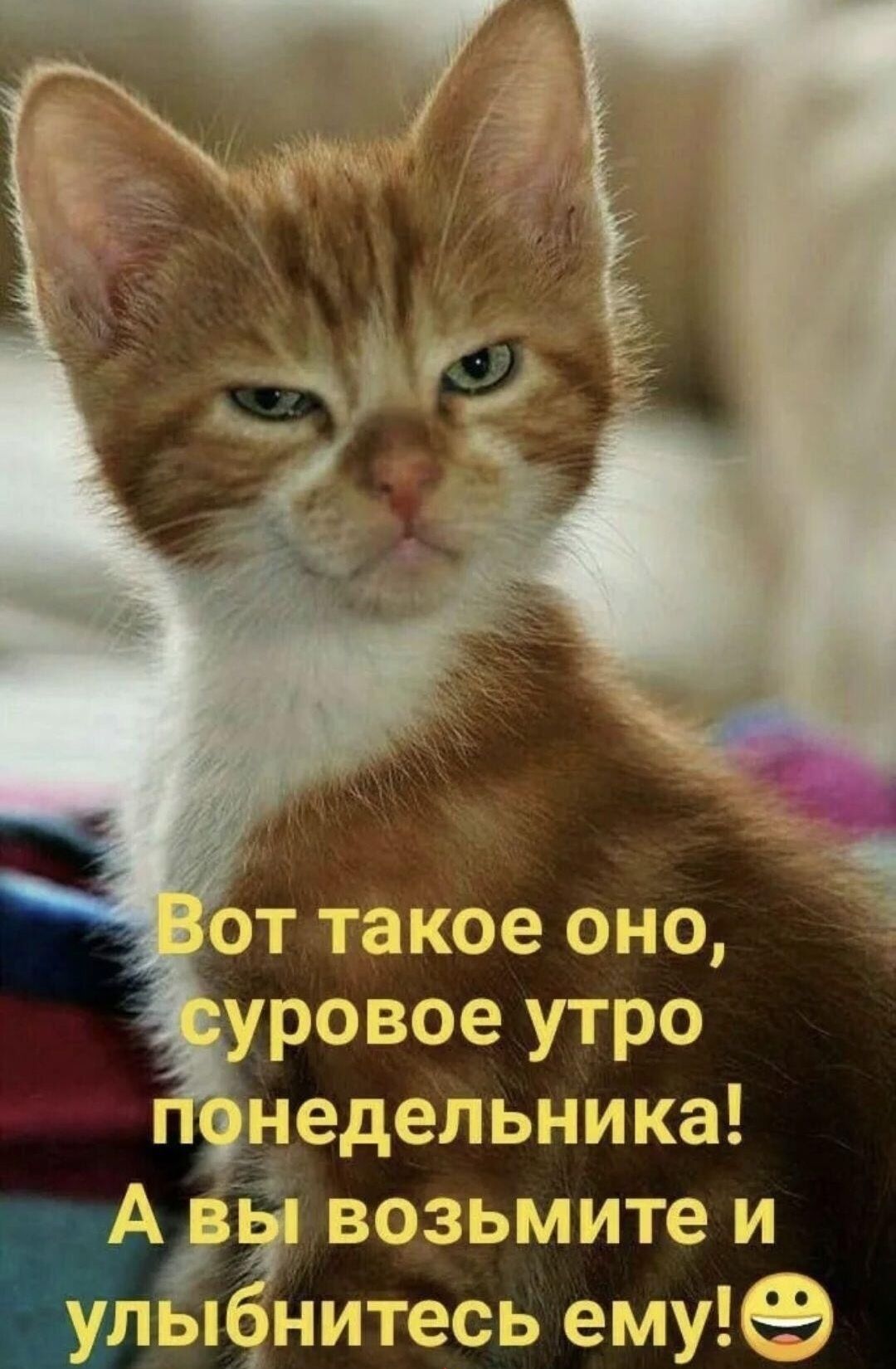 Вот такое оно, суровое утро понедельника! А вы возьмите и улыбнитесь ему!😄