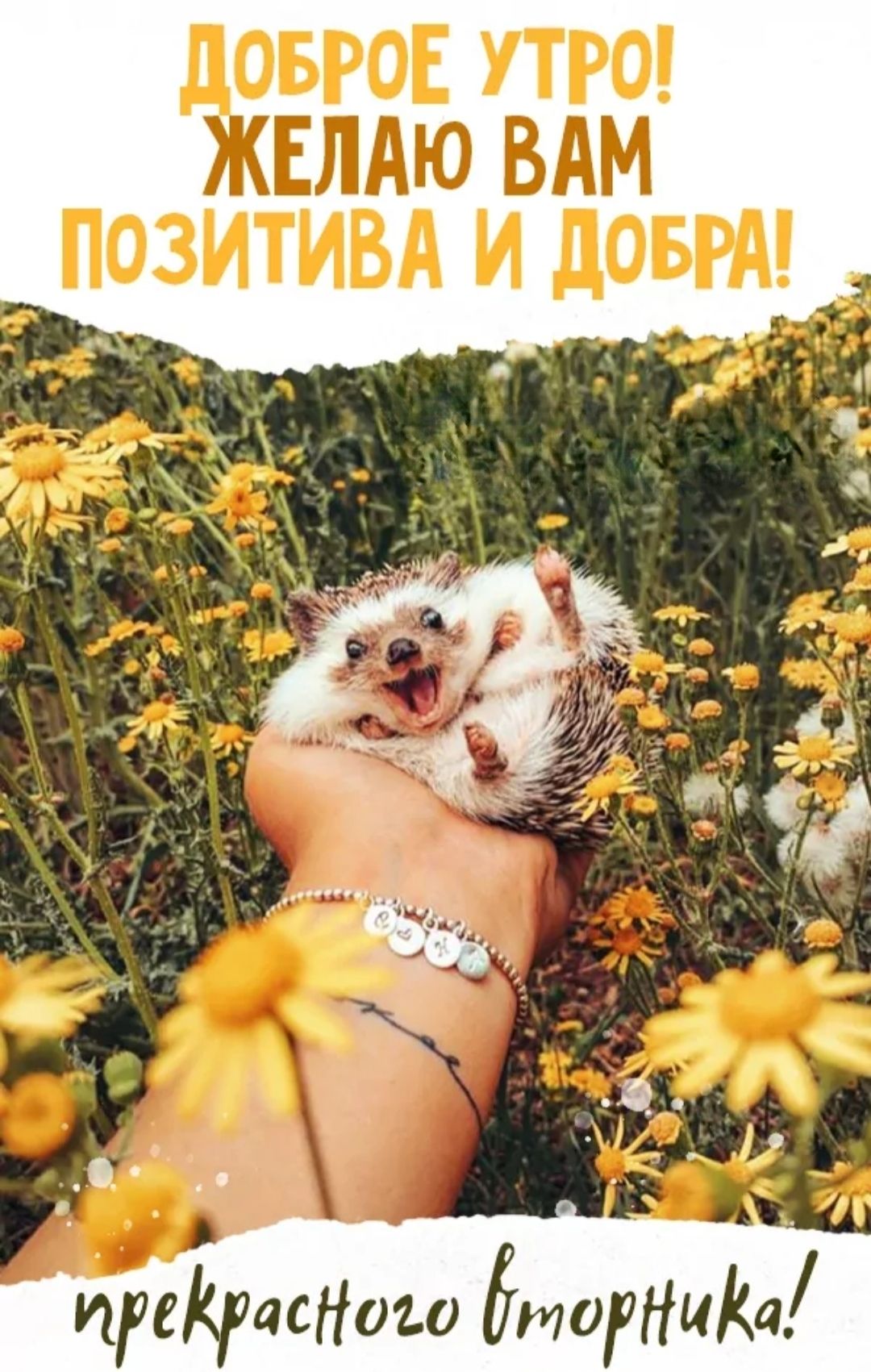 Доброе утро! Желаю вам позитива и добра!
Прекрасного вторника!