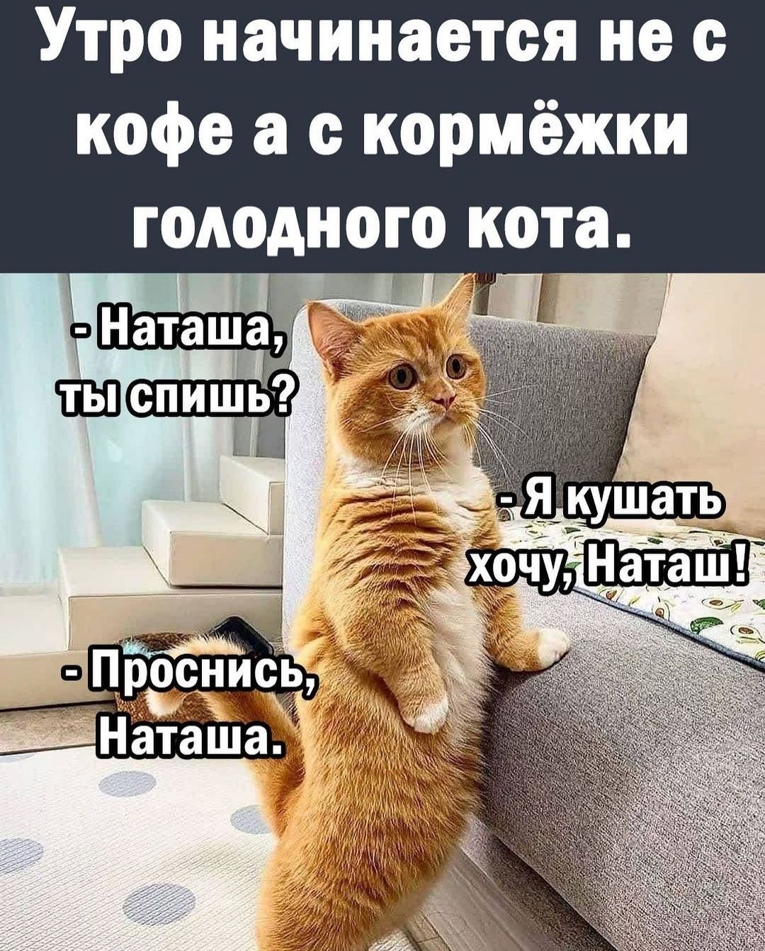Утро начинается не с кофе а с кормёжки голодного кота. - Наташа, ты спишь? - Я кушать хочу, Наташ! -Проснись, Наташа.