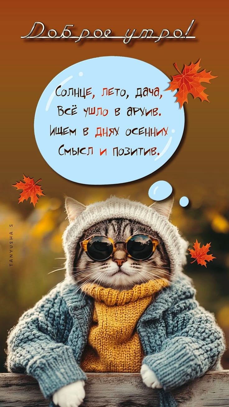 Доброе утро! Солнце, лето, дача, всё ушло в архив. Ищем в днях осенних смысл и позитив.