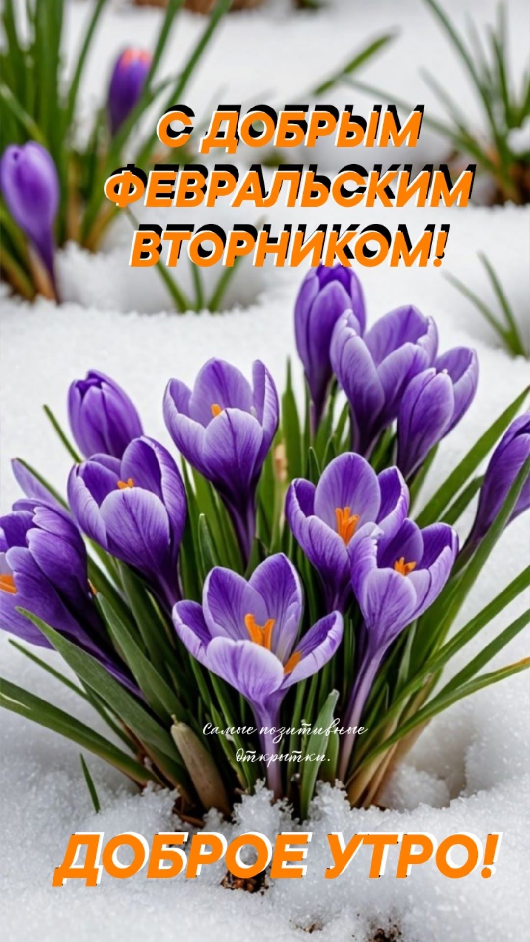 С ДОБРЫМ ФЕВРАЛЬСКИМ ВТОРНИКОМ! ДОБРОЕ УТРО!