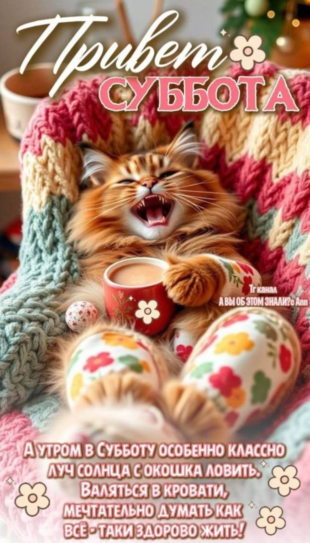 Привет суббота
А утром в субботу особенно классно ловить луч солнца с окошка, валяться в кровати, мечтательно думать как все — так здорово жить!