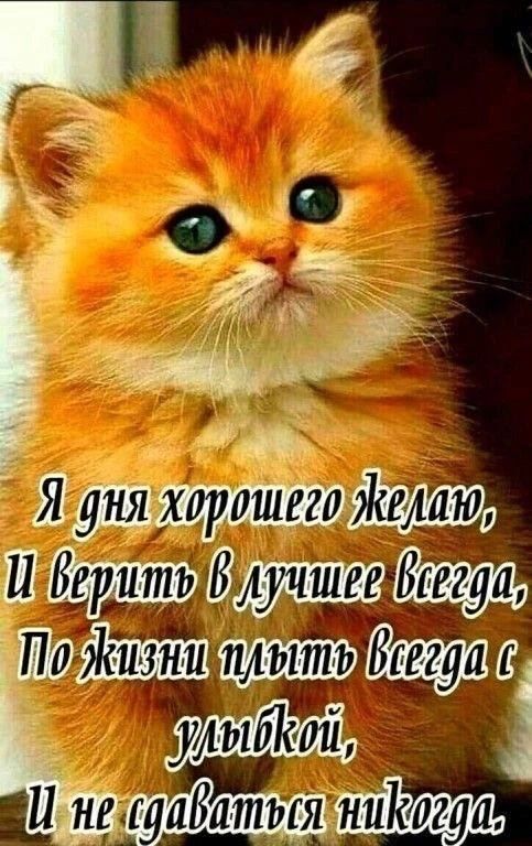 Я дня хорошего желаю, И верить в лучшее всегда, По жизни идти всегда с улыбкой, И не сдаваться никогда,