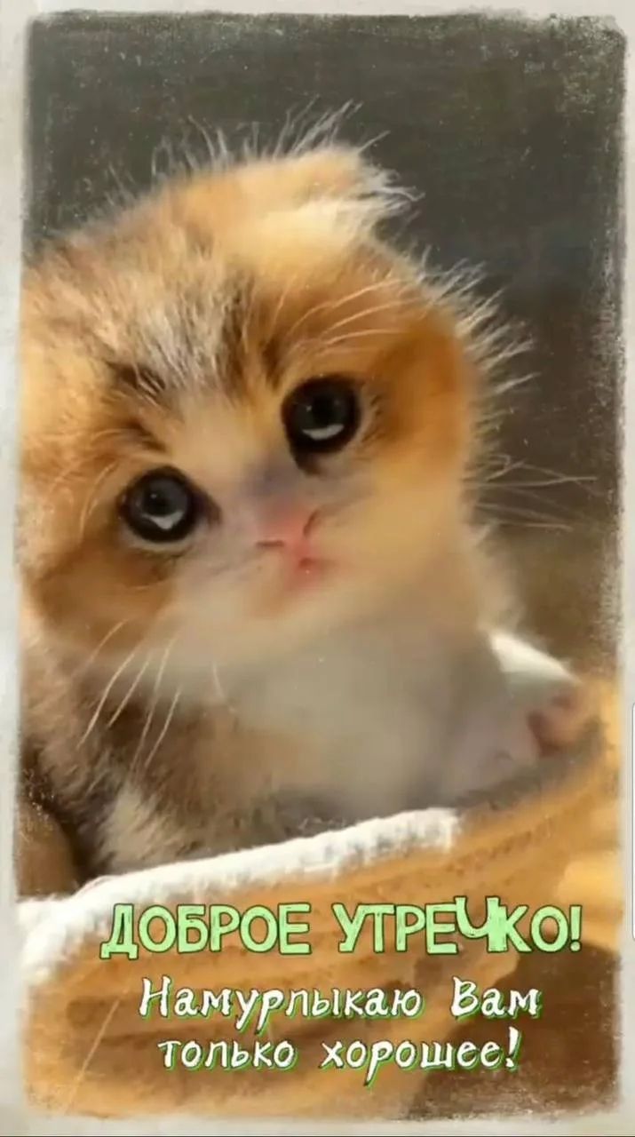 ДОБРОЕ УТРЕЧКО! Намурлыкаю Вам только хорошее!